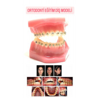 ORTODONTİ EĞİTİM DİŞ MODELİ