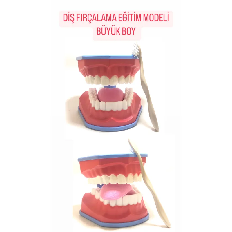 Diş Firçalama Eğitim Modeli Büyük Boy