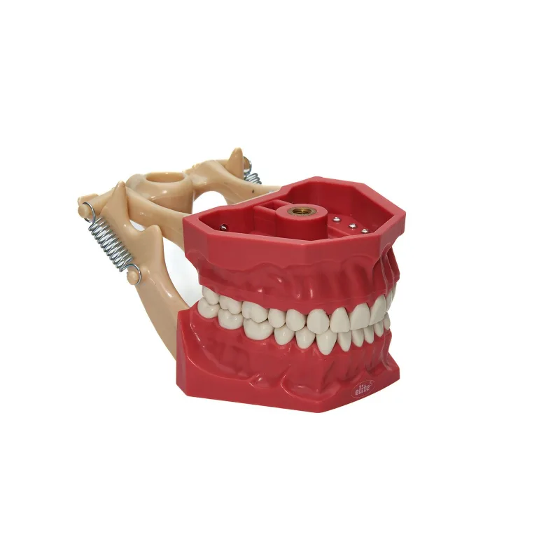 Elite Ekonomik Fantom Çene