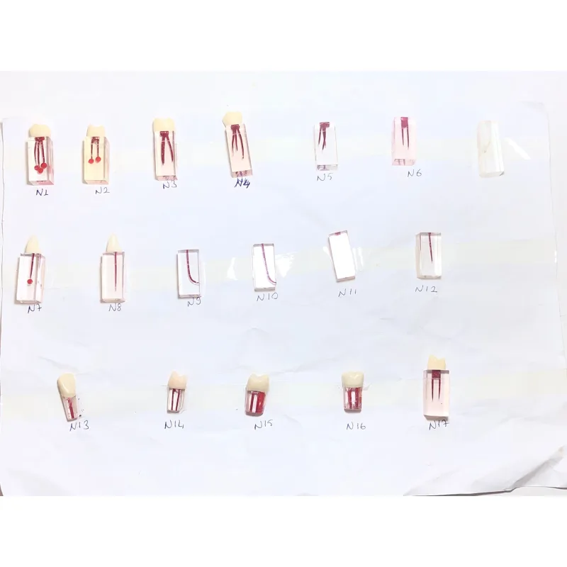 Endo Blok Çalişma Modeli Şeffaf Kanalli Eğitim Modelleri Diş Hekimi Öğrenci İçin