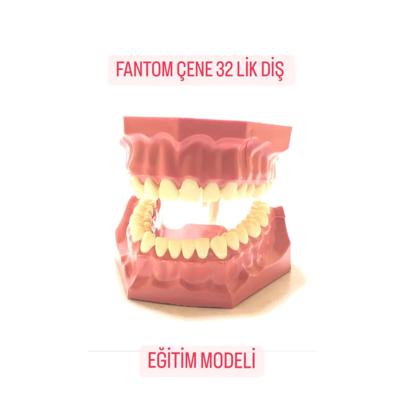 Fantom Çene 32'lik Diş Eğitim Modeli