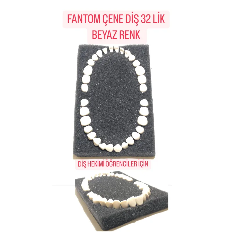 Fantom Çene Diş 32'lik Beyaz Diş ( Diş Hekimi Öğrencileri İçin )