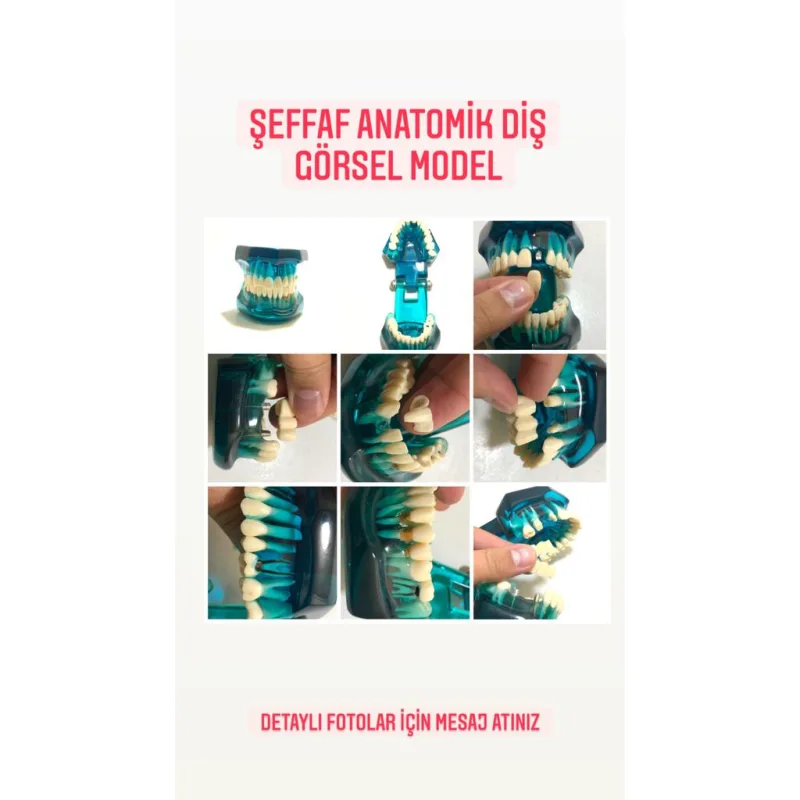 Şeffaf Anatomik Diş Görsel Model