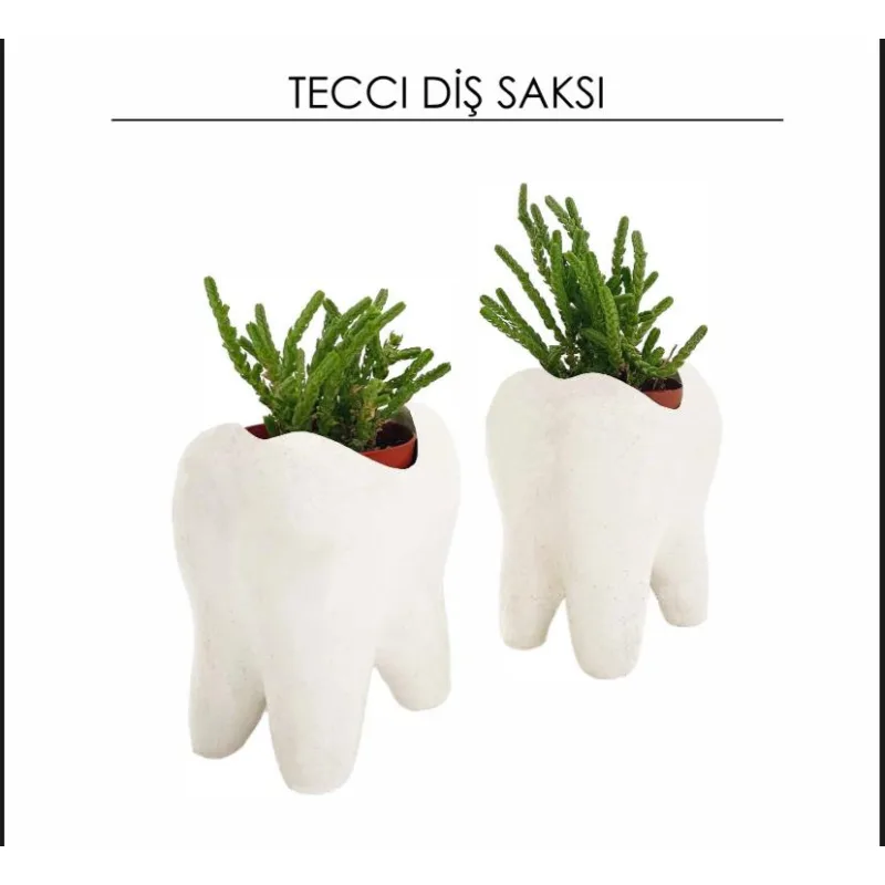 Tecci Diş Saksi